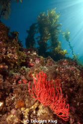 Anacapa Seascape II.  A red gorgonian rests on the reef b... by Douglas Klug 